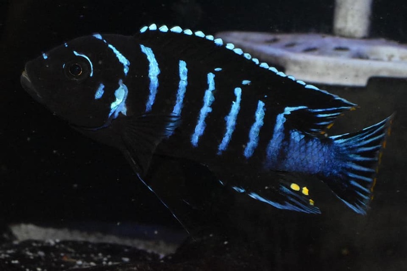 Maylandia sp. 'dolphin' Thumbi Point